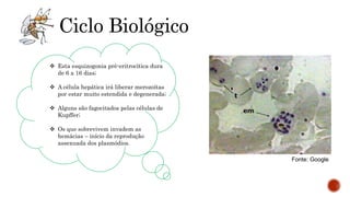  Esta esquizogonia pré-eritrocítica dura
de 6 a 16 dias;
 A célula hepática irá liberar merozoítas
por estar muito estendida e degenerada;
 Alguns são fagocitados pelas células de
Kupffer;
 Os que sobrevivem invadem as
hemácias – início da reprodução
assexuada dos plasmódios.
Fonte: Google
Ciclo Biológico
 