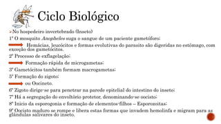 No hospedeiro invertebrado (Inseto)
1º O mosquito Anopheles suga o sangue de um paciente gametóforo;
Hemácias, leucócitos e formas evolutivas do parasito são digeridas no estômago, com
exceção dos gametócitos.
2º Processo de exflagelação;
Formação rápida de microgametas;
3º Gametócitos também formam macrogametas;
5º Formação do zigoto;
ou Oocineto.
6º Zigoto dirige-se para penetrar na parede epitelial do intestino do inseto;
7º Há a segregação do envoltório protetor, denominando-se oocisto;
8º Inicio da esporogonia e formação de elementos-filhos – Esporozoitas;
9º Oocisto maduro se rompe e libera estas formas que invadem hemolinfa e migram para as
glândulas salivares do inseto.
Ciclo Biológico
 