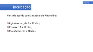 Varia de acordo com a espécie do Plasmódio:
P. falciparum, de 8 a 12 dias;
P. vivax, 13 a 17 dias;
P. malariae, 18 a 30 dias.
Incubação
Malária
 