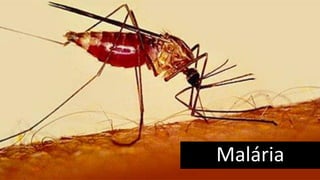 Malária
 