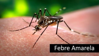 Febre Amarela
 