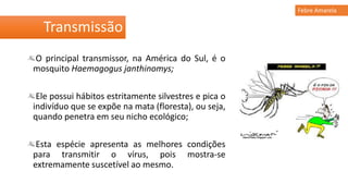 O principal transmissor, na América do Sul, é o
mosquito Haemagogus janthinomys;
Ele possui hábitos estritamente silvestres e pica o
indivíduo que se expõe na mata (floresta), ou seja,
quando penetra em seu nicho ecológico;
Esta espécie apresenta as melhores condições
para transmitir o vírus, pois mostra-se
extremamente suscetível ao mesmo.
Transmissão
Febre Amarela
 