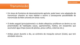 • Em áreas de fronteiras de desenvolvimento agrícola, pode haver uma adaptação do
transmissor silvestre ao novo habitat e ocorre a consequente possibilidade de
transmissão da febre amarela em áreas rurais;
• O Aedes aegypti (principalmente) e o Aedes albopictus proliferam-se dentro ou nas
proximidades de habitações (casas, apartamentos, hotéis), em recipientes que
acumulam água limpa (vasos de plantas, pneus velhos, cisternas etc.);
• Ambos picam durante o dia, ao contrário do mosquito comum (Culex), que tem
atividade noturna.
Transmissão
Febre Amarela
 