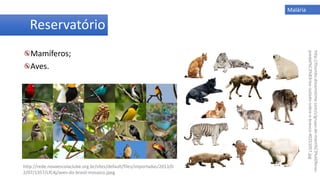 Reservatório
Mamíferos;
Aves.
Malária
http://rede.novaescolaclube.org.br/sites/default/files/importadas/2013/0
2/07/1357/LfC4j/aves-do-brasil-mosaico.jpeg
http://thumbs.dreamstime.com/z/grupo-de-mam%C3%ADferos-
predat%C3%B3rios-isolado-sobre-o-branco-40251057.jpg
 