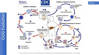 CicloEvolutivo Malária
http://www.facmed.unam.mx/deptos/microbiologia/parasitologia/images/paludismo_ciclo-b.jpg
 
