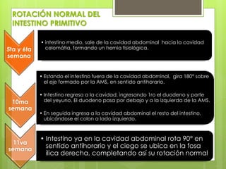 ROTACIÓN NORMAL DEL INTESTINO PRIMITIVO 
5ta y 6ta semana 
•intestino medio, sale de la cavidad abdominal hacia la cavidad celomátia, formando un hernia fisiológica. 
10ma semana 
•Estando el intestino fuera de la cavidad abdominal, gira 180° sobre el eje formado por la AMS, en sentido antihorario. 
•Intestino regresa a la cavidad, ingresando 1ro el duodeno y parte del yeyuno. El duodeno pasa por debajo y a la izquierda de la AMS. 
•En seguida ingresa a la cavidad abdominal el resto del intestino, ubicándose el colon a lado izquierdo. 
11va semana 
•Intestino ya en la cavidad abdominal rota 90° en sentido antihorario y el ciego se ubica en la fosa ilica derecha, completando así su rotación normal  