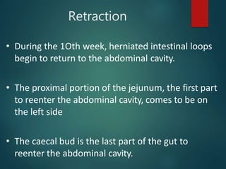 Retraction
• During the 1Oth week, herniated intestinal loops
begin to return to the abdominal cavity.
• The proximal portion of the jejunum, the first part
to reenter the abdominal cavity, comes to be on
the left side
• The caecal bud is the last part of the gut to
reenter the abdominal cavity.
 