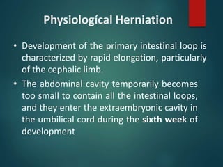 Physiologícal Herniation
• Development of the primary intestinal loop is
characterized by rapid elongation, particularly
of the cephalic limb.
• The abdominal cavity temporarily becomes
too small to contain all the intestinal loops,
and they enter the extraembryonic cavity in
the umbilical cord during the sixth week of
development
 