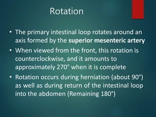 Rotation
• The primary intestinal loop rotates around an
axis formed by the superior mesenteric artery
• When viewed from the front, this rotation is
counterclockwise, and it amounts to
approximately 270° when it is complete
• Rotation occurs during herniation (about 90°)
as well as during return of the intestinal loop
into the abdomen (Remaining 180°)
 