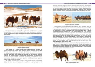 МАЛ СОНГОН ҮРЖҮҮЛЭХ УЛАМЖЛАЛТ МОНГОЛ АРГА ТЭМЭЭ СОНГОН ҮРЖҮҮЛЭХ УЛАМЖЛАЛТ АРГА, УХААН58 59
Тэмээний өвлийн бэлчээр
Нас гүйцмэл тэмээ зуны улиралд 35 кг хүртэл ногоо иддэг бөгөөд энэ нь хуурай
массаар бодвол 15-17 кг тэжээлтэй тэнцэнэ. Өвөл хаварт ургамалд эслэг нь ялангуяа
лигнин, гемоцеллюлоз 3-4 дахин нэмэгдэж протейн багасаж хуурай бодисын шингэц 2
дахин буурдаг.
Тэмээний хаврын бэлчээр
Тэмээ жилийн аль ч улиралд дуртай иддэг ургамалд багалуур, шар мод, заг,
харгана, шарилж, дэрс, хамхаг, лавай, ангалзуур, монгол ба хазаар өвс орно. Мөн
багалуур, өргөст хамхаг, монгол өвс зэрэг нь тэмээ тарга хүч авахад сайн, хависгана
сүү оруулдаг, шар мод ноос ургуулдаг, агь, шаваг, хөмүүл, таана өөхөн тарга авхуулдаг
чанартай. Өвөл хаварт шимт чанараа сайн хадгалдаг бор таар, боролзой, багалуур,
шар мод, заг мэтийн ургамал нь тэмээнд сайн тэжээл болно. Бор бударгана нь
тэжээлийн шимт чанар сайтай, тэмээг сайн таргалуулдаг чанартай боловч хөлдүү
үедээ эцээдэг бөгөөд жил өнжсөн үжил бударгана хоол болдоггүй, шар бударгана
хаварт тамир тэнхээнд муу гэж үздэг.
Уяа, сойлго. Тэмээг аян жинд ашиглахын өмнө уяа сойлт оруулах шаардлагатай
байдаг. Сойлго нь тэмээний тарга хүчийг тогтоох, биеийг чийрэгжүүлэх, ул тавгийг
бэхжүүлэх ач тустайн дээр идэш хоолыг тохируулан алсын аян жинд явахад дасгах
ач холбогдолтой байдаг. Тэмээний уяа сойлгыг хоёр янзаар хийх ба нэгд нь байран
уяа сойлго, нөгөөдөх нь аяны явалт дунд хийх сойлго гэж ялгадаг. Байран уяа сойлго
хийхийн тулд намрын сэрүүн орсон үед хатуу өндөрлөг дэнж дээр юмуу хатуувтар
хөрстэй газар дэнж дээр үнс, хужир асгаад зэл татаж тэмээг аянд бэлтгэн уяж сойно.
Тэмээний уяа, сойлго, уралдаан
Сойх тэмээний бурантагийг тохой урттай уях бөгөөд ойрын аянд явах тэмээг 10
хоног уях бол эхний өдөр бүтэн уяад маргаашнаас нь эхлэн эхний 3 хоногт өдөр бүр
1 цаг идээшлүүлэх, дараагийн 3 хоногт 2 цаг идээшлүүлэх, сүүлийн 3 хоногт 3 цаг тус
тус идээшлүүлэн 2-3 хоногт услах замаар сойно. Харин холын аяны тэмээг 1 сар уяж
сойх бол эхний 10 хоног нь өдөрт 1 цаг, 2 дахь 10 хоногт өдөрт 2 цаг, 3 дахь 10 хоногт
өдөрт 3 цаг идээшлүүлээд 1-2 хоноод усалж сойдог. Аяны явалт дунд сойруулалт гэдэг
нь хоногийн газарт эртхэн ирж ачаагаа буулган хоноод өглөө тэмээгээ тавьж хэсэг
идүүлээд дахин ачаалан явах замаар сойхыг хэлдэг байна. Уяа сойлго нь таарсан
тэмээ нь бие хөнгөн, нүд сэргэлэн, бөх соёлзож, үс босоо, хоргол нь ботгоных шиг
нарийхан гонзгой болж задлахад шүүсгүй байдаг. Урьд цагийн малчид тэмээг 45
хоног сойгоод нойтон хорголыг галд хийхэд асаж байвал уяа сойлго таарсан гэж үздэг
байжээ. Уяа сойлго алдсан тэмээ аяны явдал дунд ул таваг нь нойтон болж, олон
дахин эвшээх зэрэг шинж үзүүлдэг байна.
Тарга хүч. Монгол тэмээ 5 дугаар сараас эхэлж 10 дугаар сарыг дуустал тарга хүч
авдаг. Тэмээ 5, 6 дугаар сард нялх ногооны шүүс шимээр тэнхэрч, булчин шөрмөс нь
чангаран ноос нь гуужна. 7, 8 дугаар сард бэлчээрийн өвс, ногоо арвижиж шимт чанар
нь дээшлэх үед тэмээний гуя махлан бөх томрон ширээ болно. 9, 10 дугаар сард хом
сууж, харвин зузаарч тэмээний тарга хүч гүйцнэ.
Тарга хүч гүйцсэн буур, ингэ
 