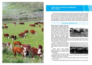 Монголчууд шиг таван төрлийн малыг хослуулан тэжээж өсгөн үржүүлж, өвсний
соргог, усны тунгалгийг шилж сонгон нүүдэллэж түүний ашиг шимд шүтэн амьдарч
ирсэн улс орон энэ дэлхийд байхгүй. Мал маллахад арга бий, малчин хүнд ухаан
бий. Монголчууд олон зууны турш мал маллаж ирэхдээ малыг өнгө зүс, царайгаар
нь ялган нэрлэж, нас хүйсийг сар жилээр нь тогтоон, улирал бүрээр тарга хүч авч
байгаа байдлаар нь таньж, мал эзэн хоёр бие биедээ ижил дасал болж, дуудах нэр
ааш араншингаар нь харилцах зэргийг малчид тогтоож, хэрэглэж ирсэн уламжлалтай.
ҮХЭР СОНГОХ УЛАМЖЛАЛТ АРГА
Үхрийг зүсээр нь нүдэлж таних арга.
Малыг зүсээр нь ялгаварлан нүдлэх арга
энгийн боловч маш олон төрлийн дан ба
нийлмэл зүснээс бүрдэнэ. Малыг хар,
улаан, цагаан гэсэн нэг үгнээс бүтсэн
дан зүсээр зүслэн нэрлэх боловч бас
алаг, хар цоохор, ягаан буурал гэх мэт
хоёр үгнээс бүтсэн ниймэл зүс байдаг.
Манай орны олон ястангууд малын
зүсийг ойролцоо хэллэгээр нэрлэх
боловч зарим өвөрмөц ялгаа бас байдаг.
Жишээбэл: ямар ч малд ногоон буюу ногоонтой хосолсон нийлмэл үгээс бүтсэн зүсийн
нэршил байдаггүй болохоор дэлхийгээс хайж олох ховор бэрх зүйлд тооцон үлгэр
домог, зүйр цэцэн үгт оруулж ярьдаг.
Малыг ажиглалтаар танин мэддэг
уламжлал нь нүүдэлчин монголчуудын
бэлчээрийн мал аж ахуй өнө удаан жил
эрхлэх явцад олж авсан нэгэн туршлага
юм.
Алдсан малын эрэлд явахдаа
малынхаа содон зүс, шинжээр хэлж
сурагладаг байсан нь уламжлал болон
тогтсон байдаг.
Монголчуудын дотор малыг нүдээр
үзээгүй байж түүний тоо, өнгө зүс, өвчтэй, эрүүл, сохор доголон, малын төрлөөр нь
ялгаварлаж чаддаг хүмүүс олон байдаг.
Монгол үхэр улаан зvс зонхилж харин хар бидэртэй хүрэн ягаан, ухаа зүсүүд
голчлон зонхилно. 
Үхрийг таних зүслэхэд бага боловч чухал үр дүнтэй зүйлийн нэг нь зүсний толбо,
ҮХЭР СОНГОН ҮРЖҮҮЛЭХ УЛАМЖЛАЛТ
АРГА, УХААН
 