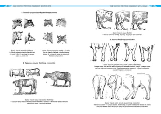 МАЛ СОНГОН ҮРЖҮҮЛЭХ УЛАМЖЛАЛТ МОНГОЛ АРГА ҮХЭР СОНГОН ҮРЖҮҮЛЭХ УЛАМЖЛАЛТ АРГА, УХААН80 81
1. Толгой хүзүүний хэлбэр байдлаар сонгох
2. Нурууны онцлог байдлаар сонгохдоо
3. Хөлний байдлаар сонгохдоо
Зураг. Үхрийн толгойн хэлбэр 1,
3-Үхрийн толгойн хэвийн байдал бол
(1-үнээ, 3-бух), 2-зантгар, 4-хөнгөн
зэрэг нь согог юм.
1
3
2
4
1
3
2
4
Зураг. Үхрийн хүзүүний хэлбэр 1, 2-Үнээ,
бух нь хэвийн, байгаа 3-бухны богино
өргөн, 4- сэтэрхий зэрэг нь согогтой
байгааг илэрхийлнэ.
Зураг. Үхрийн нуруу, харцаганы байдлаар
1- шулуун буюу хэвийн байгааг сонгох бөгөөд 2-хотгор, 3-далныхаа араар хавчийж
нарийссан цээж, 4-хотгор харцага.
Зураг. Үхрийн ууцны байдал
1-богино, майхан хэлбэр, 2-унжуу, 3-шулуун сайн хөгжсөн.
Зураг. Үхрийн урд хөлний гишгэлт, цээжний байдлаар.
1-өргөн цээж, урд хөлийн зөв гишгэлттэй байгааг сонгоно. Харин 2-хавчиг цээж,
урд хөл ойртсон гишгэлттэй, 3-гадагшаа майга гишгэлт, 4-дугуй хэлбэрийн
гишгэлт зэрэг нь согог юм.
Зураг. Үхрийн хойт хөлийн гишгэлтээр сонгохдоо
Хөлийн гишгэлт 1-шулуун, өргөн, 2-матигар, 3-нуман хэлбэртэй байгаа нь согог
гэж үзэх бөгөөд харин 4-шулуун буюу эгц гишгэлттэй байгааг шилж авна.
3 4
1 2
1 2
3
4
1 2 3
1 2
3 4
 