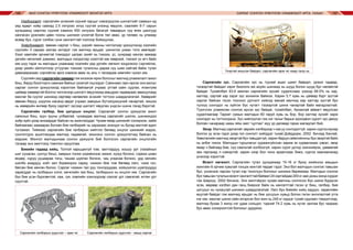 МАЛ СОНГОН ҮРЖҮҮЛЭХ УЛАМЖЛАЛТ МОНГОЛ АРГА САРЛАГ СОНГОН ҮРЖҮҮЛЭХ УЛАМЖЛАЛТ АРГА, УХААН106 107
Нэгдүгээрт: сарлагийн үнээний сүүний гарцыг нэмэгдүүлэх шилэлтийг саамын ид
үед өдөрт хоёр саахад 2.5 литрээс илүү сүүтэй үнээнд явуулж, саалийн 6-7 сарын
хугацаанд саалгах сүүний хэмжээ 450 литрээс багагүй таваарын сүү өгөх шалгуур
хангасан үржлийн цөөн тооны шилмэл үнээтэй болж төл авах, үр төлөөс нь улмаар
өсвөр бух, сүрэг сэлбэх гунж хангалттай тоогоор бойжуулах,
Хоёрдугаарт: зөвхөн сарлаг ч биш, үхрийг махны чиглэлээр үржүүлэхэд хээлийн
сүүлийн 3 сараас ажлаа эхлэдэг гэж малчид ярьдаг, шинжлэх ухаан тэгж зөвлөдөг.
Хээл хамгийн эрчимтэй томордог цагаас эхийг нь тэжээх, ус, хужраар хангах замаар
ургийн хөгжлийг дэмжих, малчдын хэлдэгээр хээлтэй юм хөөрхий, тэжээл ус өгч байх
юм шүү гэдэг нь малчдын ухаанаар хээлийн үед ургийн хөгжил хоцрохоос сэргийлэх,
дээр үеийн ойлголтоор угтуулан тэжээж тугалсны дараа сүү шим сайтай байж тугал
давжаарахаас сэргийлэх арга хэмжээ авах нь аль ч талаараа хамгийн чухал юм.
Сүүлийн үед сарлагийн хөөвөр гэж ихээхэн ярих болсныг малчид уламжлалт ажил
биш, бяруу боолторго самнаж байхыг үзээгүй гэцгээдэг. Саяхнаас гарч ирсэн энэ ажлыг
сарлаг сонгон үржүүлэхэд хэрэглэж байгаагүй учраас ултай сайн судлах, ялангуяа
цайвар хөөвөртэй болгох чиглэлээр шилэлт явуулахад амьдрах чадвараас авахуулаад
махлаг ба сүүлэг шинжид сөргөөр нөлөөлөх эсэхийг тогтоох шаардлагатай. Хөөврийг
зөвхөн бяруу, шүдлэн насанд авдаг учраас завсрын бүтээгдэхүүний чанартай, жишээ
нь хөөврийн өнгөөр буюу сарлагт зүсээр шилэлт явуулах үндсэн шинж гэхэд бэрхтэй.
Сарлагийн галбир, бие цогцсын онцлог. Сарлагийг сонгон үржүүлэх ажил
саяхных биш, зуун зууны улбаатай, чухамдаа малчид сарлагийг шилэх, шинжихдээ
хоёр зүйл дээр анхаардаг байсан нь ажиглагддаг. Чухам ямар шинжийг сонирхож, хайж
байгаагаас хамаарах боловч бие галбирийг нь харахаас эхэлдэг нь бусад малтай адил
түгээмэл. Тиймээс сарлагийн бие галбирын нийтлэг бөгөөд онцлог шинжийг мэдэх,
сонголтдоо ашиглахдаа малчид чадамгай, жинхэнэ сонгон үржүүлэгчид байсан нь
мэдээж. Монгол малчдынхаа сонгон үржүүлж бий болгосон сарлагийн онцлогийн
талаар энэ эмхтгэлд товчлон орууллаа.
Биеийн гадаад хийц. Толгой харьцангуй том, зантгардуу, хошуу урт (гахайных
шиг сунасан, сунгуу биш), хамрын толио үхрийнхээс жижиг, хүзүү богино, сэрвээ шовх
өндөр, нуруу ууцаараа тэгш, ташаа шувтан богино, чац угаасаа богино, урд хөлийн
шилбэ ахардуу, хойт хөл борвиороо сариу, чээжин бие том бөгөөд лагс, чээж гүн,
бөгсөн бие хөнгөн болно. Сарлаг чээжин тал руу тонгоруудаа, хойшоогоо шувтруудуу
харагддаг нь галбирын согог, хөгжлийн гаж биш, галбирынх нь онцлог юм. Сарлагийн
бүх бие үсэн бүрхэвчтэй, хаа, гуя, хэвлийн хэжлүүрээр сахлаг урт савгатай, өтгөн урт
сүүлтэй.
Сарлагийн галбирын дүрслэл – араг яс Сарлагийн галбирын дүрслэл - амьд сарлаг
Үхэртэй жишсэн байдал, сарлагийн араг яс наад талд нь
Сарлагийн зүс. Сарлагийн зүс нь түүний ашиг шимт байдал, үржих чадвар,
тэсвэртэй байдал зэрэг биологи аж ахуйн шинжид нь шууд болон шууд бус нөлөөтэй
байдаг. Тухайлбал 63.6 мянган сарлагийн зүсийг судалснаас үзэхэд 68.5% нь хар,
халтар, сартай хар зэрэг зүс зонхилж байжээ. Харин 5.7 хувь нь цайвар бүрт зүстэй
сарлаг байсан гэсэн тооноос дүгнэлт хийхэд манай малчид хар халтар зүстэй бух
түлхүү сонгодог нь хүйтэн бүс нутагт тэсвэртэй шинж чанартай байх магадлалтай.
Түүнчлэн уламжлан сонгож ирсэн зүс байдаг, тухайлбал, Архангай аймагт явуулсан
судалгаагаар Тариат сумын малчдын 60 гаруй хувь нь бор, бор халтар зүсийг харж
сонгодог нь тогтоогджээ. Зүс нийлүүлэх гэж нэг талыг барьж оролдвол сүрэгт зүс дөхүү
боловч чанараар хааш яйш мал “цуглах” муу үр дагавар гарах магадлал бий.
Эвэр. Малчид сарлагийг эврийн хэлбэрээр ч юм уу сонгодоггүй, харин сүргээ мухар
болгох уу эсэх гэдэг дээр гол сонголт хийгддэг тухай Доёддорж, 2002 бичээд Хангай,
Хөвсгөлийн малчид эвэртэй бух тавьдаггүй, харин баруун аймгийнхны бух эвэртэй байх
нь элбэг гэжээ. Малчдын туршлагыг хураангуйлсан зарим эх сурвалжаас үзвэл, эвэр
ямар ч байгаад бие, сүү саальтай холбоогүй, харин сүрэг дотор эзэнхийрэх, давамгай
зан гаргахад л нэмэртэй, харин хээр бол чоно араатнаас биеэ, сүргээ хамгаалахад
үнэхээр хэрэгтэй.
Өсөлт хөгжилт. Сарлагийн тугал дундажаар 15-16 кг буюу эхийнхээ амьдын
жингийн 6 орчим хувьтай тэнцэх жинтэй төрдөг гэдэг. Энэ бол малчдын сонгож тавьсан
бух, үнээнээс гарсан тугал хэр тэнхлүүн болохыг шинжих баримжаа. Малчдын сонгож
бухтавьсантугалынөсөлтхангалттайбайвал24сартайдаа200кг-аасдээшжиндхүрдэг
гэж Шархүү, 2002 бичжээ. Энэ жинтэйдээ чухам малчны сонгосон бүх шинж бүрдсэн
эсэх, өөрөөр хэлбэл дан ганц биерхэг байх нь хангалттай гэсэн үг биш, галбир, бие
цогцсыг нь нухацтай шинжих шаардлагатай. Лагс бух биеийн хийц хадуун, хөдөлгөөн
муутай байдаг гэж малчид ярьдаг нь бие цогцсын хувьд болхи гэсэн ангилалтай утга
нэг юм. махлаг шинж сайн илэрсэн бол жин нь 240 кг хүрдэг тухай судлаач тэмдэглээд,
малчид бухаа 3 жилд нэг удаа сольдог, тэдний 74.2 хувь нь нутаг залгаа бус газраас
бух авах сонирхолтой болохыг дурджээ.
 