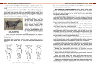 МАЛ СОНГОН ҮРЖҮҮЛЭХ УЛАМЖЛАЛТ МОНГОЛ АРГА ЯМАА СОНГОН ҮРЖҮҮЛЭХ УЛАМЖЛАЛТ АРГА, УХААН132 133
Ноолуурын ямаа эвэртэй байх нь тохиромжтой учир нь биеийн загатнасан газрыг
эврээрээ мааждаг. Мухар (тоймог) ямаа шүдээрээ маажиж буйл, шүдээ гэмтээх муу
талтай.
Чих дунд хэмжээтэй, унжуу, хагас унжуу байхыг эрхэмлэх бөгөөд үүлдрийн онцог
шинж болох халбаган, хөлмөн (өрөөсөн тал нь дундуураа нугарсан) хэлбэр байж
болно. Харин чихгүй (хув) байх зохимгүй гэж үздэг байсан. Ялангуяа эвэргүй, чихгүй
ямааг шууман буюу шувуун толгойтой гэж нэрлээд үржилд ашигладаггүй байв. Сэрүүн
бүсэд амьдардаг монгол ямааны чих голдуу хумбан богино байхад халуун бүсийн
ямаа дэлбэгэр том, өлгөсөн алчуур мэт чихтэй байдаг.
Их биеийн шинж: Их биеийг
шинжихдээ хүзүү, сэрвээ, цээж, урд
мөч, нуруу, хэвлий, хондлой, гуя хонго
хойд мөч гэх мэт биеийн хэсгүүдийг нэг
бүрчлэн харж үнэлдэг. Хүзүү бүдүүн
махлаг, молцогтой, сахалтай, сэрвээ
ялимгүй шовгордуу, цээж өргөн, гүн,
хавирганы матаас их, хөл мөч зөв
тавилттай байх шаардлагатай. Нуруу
тэгш, уртлаг, хэвлий бөөрөнхий, цүдгэр
биш, хондлой ялимгүй өндөр, гуя, хонго
хэт шувтан биш сүүл босоо байвал
зохино.
Түүнээс гадна дэлэн, хөхний хэлбэр, хэмжээ, хүйсний өнгө бараан, эр, эм ямааны
үржлийн эрхтэн зөв хөгжилтэй, хуухнаг, төмсөг зөв байрлалтай, хэт жижиг биш байдлыг
харгалзан үздэг.
Хөл мөчний шинж: Ямааны урд, хойд мөч бадриун чийрэг, харьцаа сайтай, үе
мэдэгдэхүйц товгор байхаас гадна урд, хойд хөлийн тавилт зөв, хэт урагшаа буюу
хойшоо
	 а			 б			 а 		 б
Зураг. Урд, хойт хөлийн тавилт а-зөв, б-буруу
Зураг. Зөв галбиртай,
монгол үүлдрийн ямаа
биш, мөн урд ба хойд 2 хөл хоорондоо зайтай, тавилт тэгш байгаа эсэх, туруу бараан
өнгөтэй эсэхийг харж сонгодог байна.
Ашиг шимийн гарц, чанараар шинжэх арга. Монгол ямааны жилийн дөрвөн
улиралд дагнан бэлчээрийн өвс ургамлаар өл хоол залган амьдрах чадвартай,
бэлчээрийн олон зүйл ургамлаас сорчлон сонгож идээшилдэг, усны тунгалагыг уудаг
учир экологийн цэвэр бүтээгдэхүүн мах, сүү, ноолуур, арьс, өлөн гэдэс, бусад дайвар
олон төрлийн бүтээгдэхүүн өгдөг.
а. Ноолуурын гарц, чанараар сонгох: Манай улсад ямааны ноолуурыг 1930
оноос самнаж ашиглаж ирсэн бөгөөд үүнээс өмнө ноолуурыг ашигладаггүй, ноолуур нь
зөвхөн ямааг хүйтэнд дааруулахгүй байлгах зориулалттай гэж үзэж байсан болохоор
ноолуурт их ач холбогдол өгдөггүй байжээ. Орчин үед ямааны ноолуур хамгийн нарийн
ширхэгтэй, бөх бат, хөнгөн, дулаан барих чадвартай, зөөлөн уян хатан чанартай,
дэлхийн зах зээлд үнэлэгдсэн үнэт бүтээгдэхүүн болов.
Ийм учраас ямааны үндсэн ашиг шим ноолуурын гарц, ноолуур хялгасны харьцаа,
ноолуурын голч, урт, өтгөн, ноолуурлаг чанараар нь ямааг, ялангуяа ухныг шилж
сонгон шиншиж үржүүлэхийг гол шалгуур болгодог.
Ноолуурын өтгөнөөс ноолуурын гарц хамаарах учир биеийн хэсэгт базаж үзэхэд
атга дүүрэн арвин ноолууртай, үсийг ярж үзэхэд хагалбар бараг мэдэгдэхгүй, эсвэл
нарийн хагалбартай ямааг өтгөн ноолууртай гэж үздэг. Гэдэс хээл, цавь, суга, гуя хонго
зэрэг биеийн хэсгүүдэд жигд ноолууртай, шанаа, боривруугаа ноолууржилттай байх
нь гарц арвинтайн шинж гэж үзэн үржилд сонгодог. Ямааны нийт үсэндэх ноолуур,
хялгасны харьцаанаас ноолуурын цэвэр гарц хамаарах бөгөөд мөн самнасан ноолуурт
байх хялгасны эзлэх хувь бага байлгахад анхаарч ирсэн.
Ямааны ноолуурын голч нарийн байх нь чанартай бүтээгдэхүүн үйлдвэрлэхэд чухал
ач холбогдолтой тул зөөлөн, шигүү өтгөн ноолууртай, ноолуур үс нь хялгаснаас ямагт
богино, хялгас үс нь сахлаг урт байх нь нарийн ноолууртайн шинж гэж үздэг. Ноолуурын
голчийг имэрч үзэх болон хана хэлбэртэй болгон ажиглах аргаар тодорхойлдог.
Ямааны ноолуурын ширхэг уртлаг байх нь үйлдвэрлэлийн ач холбогдолтой тул
урт ноолууртайг сонгодог. Харин ноолуур нь хялгаснаас илүү урт, давж ургасан байхыг
будантай гэж нэрлэх бөгөөд энэ нь голдуу эрлийз ямаа, эмзэг хэвшлийн ямаанд
тохиолддог. Будантай ямааны ноолуур цайж харагдах ба гарц их боловч ширхэг нь
бүдүүссэн байдаг тул ийм ямааг үржилд сонгож ашиглах шаардлагагүй юм.
б. Махан ашиг шимээр сонгох. Ямааны мах нь амт чанараараа хониныхтой
ойролцоо боловч гадар өөх багатай, сэрүүн чанартай тул говийн болон халуун бүсийн
орны хэрэглэгчдийн хэрэгцээнд илүү тохиромжтой.
Ямааны махан ашиг шимд махлаг шинж, бэлчээрээр таргалах чадвар, тарга хүч их
нөлөөтэй гэж үзэн тэдгээрийг нэг бүрчлэн шинжиж сонгодог.
Махлаг шинж сайтай ямааны хүзүү бүдүүн махлаг, сэрвээ ялимгүй шовгор,
хавирганы матаас сайтай, цээж өргөн, гүн, хэвлий бөөрөнхий цүдгэр биш, нуруу тэгш
шулуун, хондлой ялимгүй өндөр, хаа, гуя хонго махлаг, бие томтой, жин ихтэй байдаг.
Ямааны тарга хүч авсан байдлыг нүдээр харах болон тодорхой цэгүүдэд тэмтрэх,
нядалж үзэх аргаар тодорхойлох бөгөөд туранхай буюу дундаас доош, хэвийн буюу
дунд, тарган буюу дундаас дээш гэж ангилдаг.
 