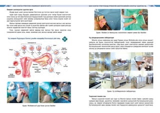 МАЛ СОНГОН ҮРЖҮҮЛЭХ УЛАМЖЛАЛТ МОНГОЛ АРГА МАЛ СОНГОН ҮРЖҮҮЛЭХЭД ҮРЖИХҮЙН БИОТЕХНИКИЙН ОЛОЛТЫГ АШИГЛАХ НЬ156 157
Хөврөл шилжүүлэн суулгах арга
Өндөр ашиг шимт донор малаас бэлтгэсэн үр тогтсон эвсэл эсийг хөврөл гэнэ.
Удам зүйн хувьд бусдаас давамгайлсан үржлийн үнэт чанар бүхий хээлтэгчээс
олон тооны үр төл авах бололцоог бүрдүүлэхийн тулд донорын нөхөн үржихүйн дотоод
шүүрэлд зохицуулалт хийх замаар суперовуляци буюу олон тооны өндгөн эсийг нэг
дор гадагшлуулах арга ашигладаг.
Малын төрлөөс хамааран хөврөлийг донор хээлтүүлэгчээс мэс заслын, мэс заслын
бус гэсэн хоёр аргын аль нэгийг нь ашиглан зайлан авч тухайн донороос арай доогуур
генетик чадавхтай хээлтэгч буюу тээгчид суулгадаг.
Үнээ, гүүнээс хөврөлийг зайлж авахад мэс заслын бус аргыг хэрэглэх илүү
тохиромжтой харин хонь, ямаа, гахайгаас мэс заслын аргаар зайлж авдаг.
Зураг. Өндгөвчинд шар бием үүссэн байдал
Зураг. Өндгөн эс дамжуулах хоолойноос хөврөл угааж буй байдал
Үр үйлдвэрлэлийн лаборатори
Монгол улсын хэмжээнд анх удаа Герман улсын Minitube-ийн олон улсын жишигт
нийцсэн иж бүрэн тоноглолтой лабораторийн тоног төхөөрөмжийг нөхөн үржихүй
биотехнологийн чиглэлээр ашиглан, гойд ашиг шимт хээлтүүлэгч малаас үржүүлгийн
бүтээгдэхүүнийг технологийн дагуу эрүүл, ахуй стандартын шаардлага хангасан тусгай
орчинд үр үйлдвэрлэх ажлыг хийж гүйцэтгэж байна.
Зураг. Үр үйлдвэрлэлийн лаборатори
Үндэсний генийн сан
Малын үндэсний генийн сан гэдэг нь Монгол малын генийг төрөл, зүйлийн хувьд
хувиран өөрчлөгдөх, доройтох, мөхөхөөс сэргийлэн үржүүлгийн бүтээгдэхүүний дээж,
сорьц, үр, хөврөл үйлдвэрлэх болон гадаадаас өндөр ашиг шимт малын үржүүлгийн
бүтээгдэхүүнийг авах замаар генийн санг бүрдүүлэн арвижуулан үржүүлэгт ашиглана.
 