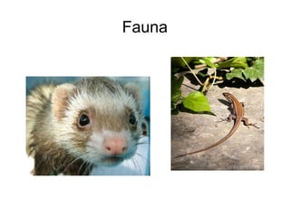 Fauna
 