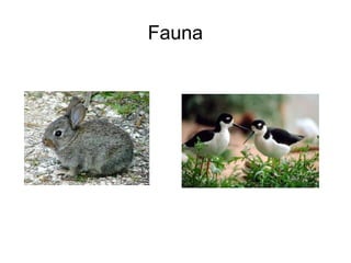 Fauna
 
