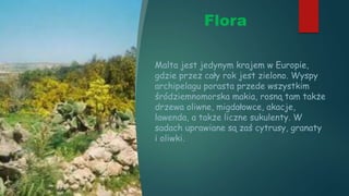 Flora
Malta jest jedynym krajem w Europie,
gdzie przez cały rok jest zielono. Wyspy
archipelagu porasta przede wszystkim
śródziemnomorska makia, rosną tam także
drzewa oliwne, migdałowce, akacje,
lawenda, a także liczne sukulenty. W
sadach uprawiane są zaś cytrusy, granaty
i oliwki.
 