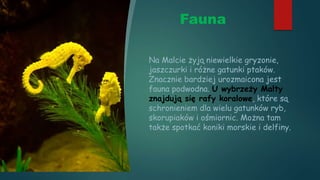 Fauna
Na Malcie żyją niewielkie gryzonie,
jaszczurki i różne gatunki ptaków.
Znacznie bardziej urozmaicona jest
fauna podwodna. U wybrzeży Malty
znajdują się rafy koralowe, które są
schronieniem dla wielu gatunków ryb,
skorupiaków i ośmiornic. Można tam
także spotkać koniki morskie i delfiny.
 