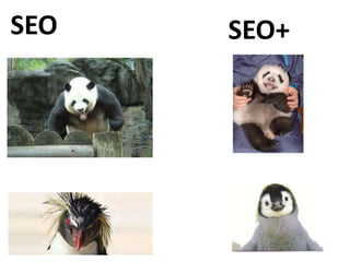 SEO   SEO+
 