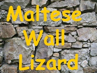 Maltese  Wall  Lizard 