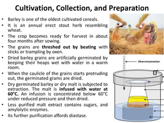 Cultivation, Collection, and Preparation
• Barley is one of the oldest cultivated cereals.
• It is an annual erect stout herb resembling
wheat.
• The crop becomes ready for harvest in about
four months after sowing.
• The grains are threshed out by beating with
sticks or trampling by oxen.
• Dried barley grains are artificially germinated by
keeping their heaps wet with water in a warm
room.
• When the caulicle of the grains starts protruding
out, the germinated grams are dried.
• Dry germinated barley or dry malt is subjected to
extraction. The malt is infused with water at
60°C. An infusion is concentrated below 60°C
under reduced pressure and then dried.
• Less purified malt extract contains sugars, and
amylolytic enzymes.
• Its further purification affords diastase.
 