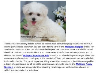 There are all necessary details as well as information about the puppy is shared with our
online portal based on which you can start taking care of the Maltipoo Puppies breed. For
any further assistance you can also seek the help of our customer service available round
the clock. We and our team is dedicated to customer satisfaction and we promise you to
deliver the best of Maltipoo Puppies for Sale breed at an affordable price range. There are
many new such services coming up in the market off late, pet stores are one such which is
included in the list. The most important thing about these services is that it is managed by
a team of experts and for all possible solutions we can guide you. In the Maltipoo Puppy
Breeders website we are constantly uploading new images as well as videos based on
which you can make the selection.
 
