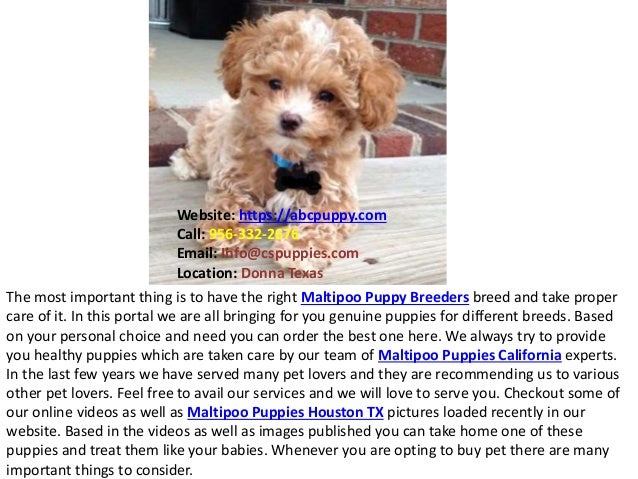 Maltipoo Puppy Breeders Maltipoo Puppies For Sale California Houston