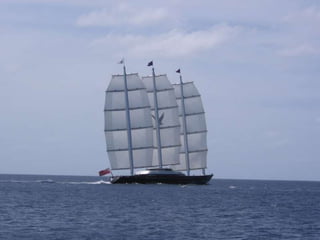 Maltese Falcon