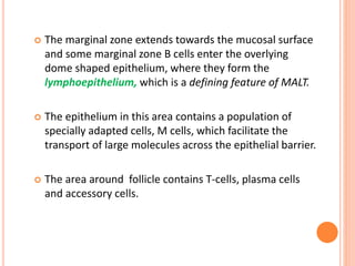  The marginal zone extends towards the mucosal surface
and some marginal zone B cells enter the overlying
dome shaped epithelium, where they form the
lymphoepithelium, which is a defining feature of MALT.
 The epithelium in this area contains a population of
specially adapted cells, M cells, which facilitate the
transport of large molecules across the epithelial barrier.
 The area around follicle contains T-cells, plasma cells
and accessory cells.
 