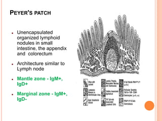 PEYER'S PATCH
 Unencapsulated
organized lymphoid
nodules in small
intestine, the appendix
and colorectum
 Architecture similar to
Lymph node
 Mantle zone - IgM+,
IgD+
 Marginal zone - IgM+,
IgD-
 
