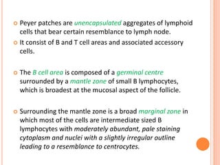  Peyer patches are unencapsulated aggregates of lymphoid
cells that bear certain resemblance to lymph node.
 It consist of B and T cell areas and associated accessory
cells.
 The B cell area is composed of a germinal centre
surrounded by a mantle zone of small B lymphocytes,
which is broadest at the mucosal aspect of the follicle.
 Surrounding the mantle zone is a broad marginal zone in
which most of the cells are intermediate sized B
lymphocytes with moderately abundant, pale staining
cytoplasm and nuclei with a slightly irregular outline
leading to a resemblance to centrocytes.
 