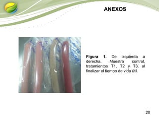 20
ANEXOS
Figura 1. De izquierda a
derecha. Muestra control,
tratamientos T1, T2 y T3. al
finalizar el tiempo de vida útil.
 