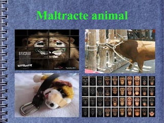 Maltracte animal
 