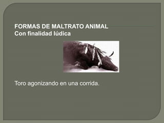 FORMAS DE MALTRATO ANIMAL
Con finalidad lúdica




Toro agonizando en una corrida.
 