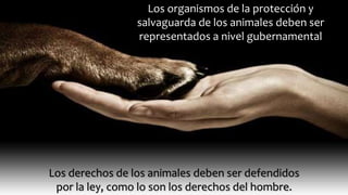 Los organismos de la protección y 
salvaguarda de los animales deben ser 
representados a nivel gubernamental 
Los derechos de los animales deben ser defendidos 
por la ley, como lo son los derechos del hombre. 
 