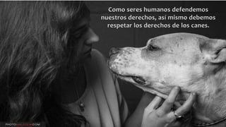 Como seres humanos defendemos 
nuestros derechos, así mismo debemos 
respetar los derechos de los canes. 
 