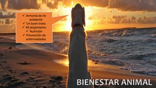  Armonía de mi 
ambiente 
 Un buen trato 
 Mi alojamiento 
 Nutrición 
 Prevención de 
enfermedades 
 