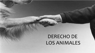 DERECHO DE 
LOS ANIMALES 
 