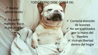 TODO PERRO DEBE GOZAR DE: 
 Buena 
alimentación 
 No sufrir 
maltrato físico 
ni psicológico 
 Correcta atención 
de lesiones 
 No ser explotados 
por la mano del 
hombre 
 Vivir en libertad 
dentro del hogar 
 
