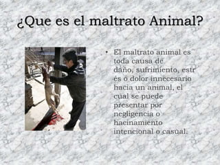 Cada vez que golpeas a un animal, estas abusando de la inferioridad del animal, recuerda que un animal es un ser sensible que experimenta el dolor igual que tu.¿Tradición, lujos y entretención?Cada vez que un toro es entrenado y practica una actividad que muchos catalogan como una tradición se esta maltratando de forma brutal e inconsciente; por cada abrigo de piel que usas se matan alrededor de 3 animales y cada circo que visitas lucra con el sufrimiento de muchos animales…Sigues considerando esto una tradición un lujo y una entretención normal?...Apóyanos en la lucha contra el maltrato Animal!!!Como seres racionales, cuidemos aquellos que dependen absolutamente de nosotros..Si cuidas de un animal, procura alimentarlo, darle espacio y nunca abusar de él.