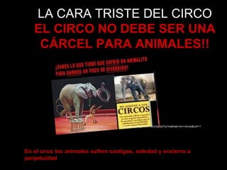 LA CARA TRISTE DEL CIRCO
EL CIRCO NO DEBE SER UNA
CÁRCEL PARA ANIMALES!!
http://www.google.com.co/imgres?q=maltrato+en+circos&um=1&
En el circo los animales sufren castigos, soledad y encierro a
perpetuidad
 