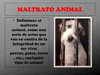 MALTRATO ANIMAL
  • Definimos al
       maltrato
 animal, como una
 serie de actos que
van en contra de la
 integridad de un
       ser vivo:
perros, gatos, toros
   , etc., cualquier
    tipo de animal
 