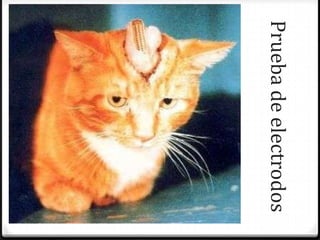 Prueba de electrodos
 