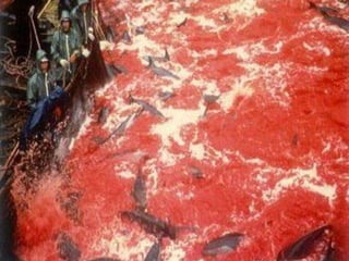  Son los maltratos
  intencionales como la
  tortura, mutilación o
  en conclusión un
  asesinato del animal
 