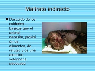  Descuido de los
  cuidados
  básicos que el
  animal
  necesita, provisi
  ón de
  alimentos, de
  refugio y de una
  atención
  veterinaria
  adecuada
 