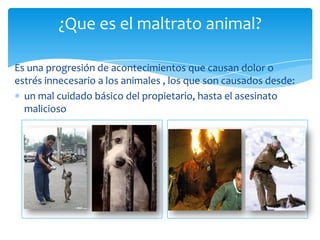 ¿Que es el maltrato animal?

Es una progresión de acontecimientos que causan dolor o
estrés innecesario a los animales , los que son causados desde:
  un mal cuidado básico del propietario, hasta el asesinato
  malicioso
 