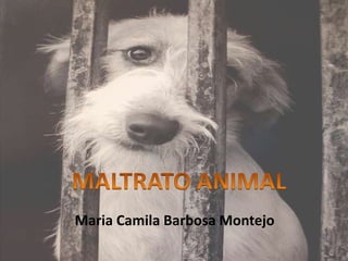 Maria Camila Barbosa Montejo
 