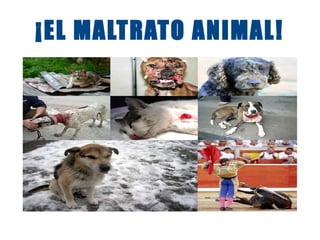 ¡EL MALTRATO ANIMAL!
 