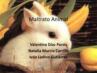Maltrato Animal
Valentina Díaz Pardo
Natalia Murcia Carrillo
Iván Ladino Gutiérrez
 